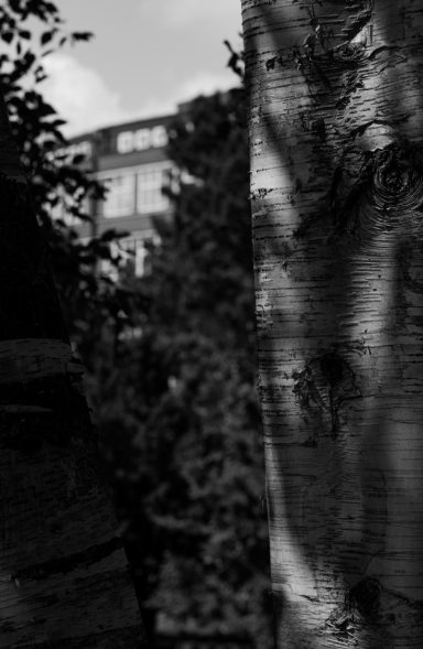 Birke Fritz Schumacher Grundbuchhalle Hamburg